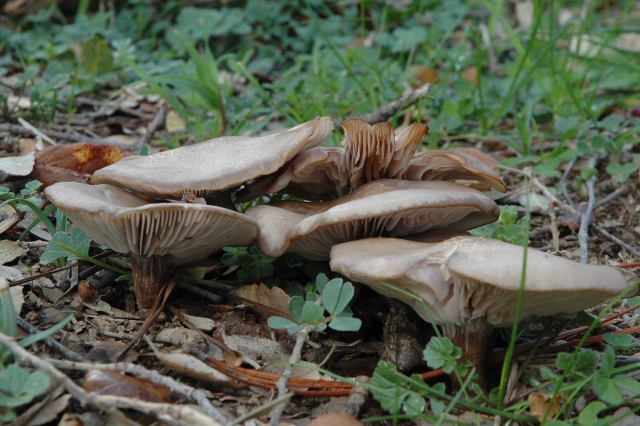 Ultime uscite, prime foto dell''anno.